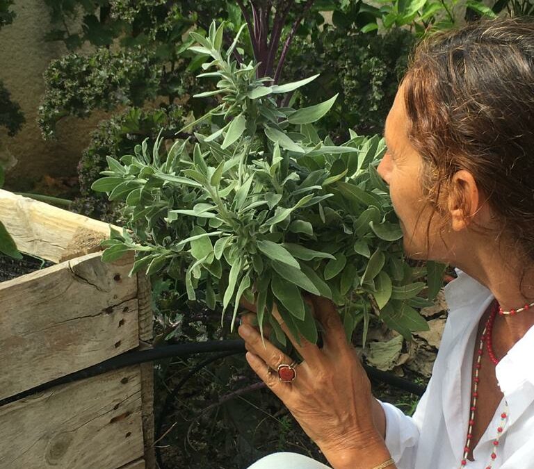 Salvia (Salvia sclarea)