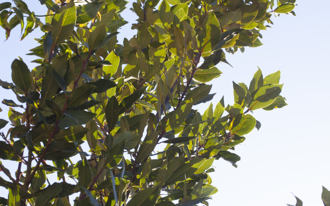 El laurel (laurus nobilis)