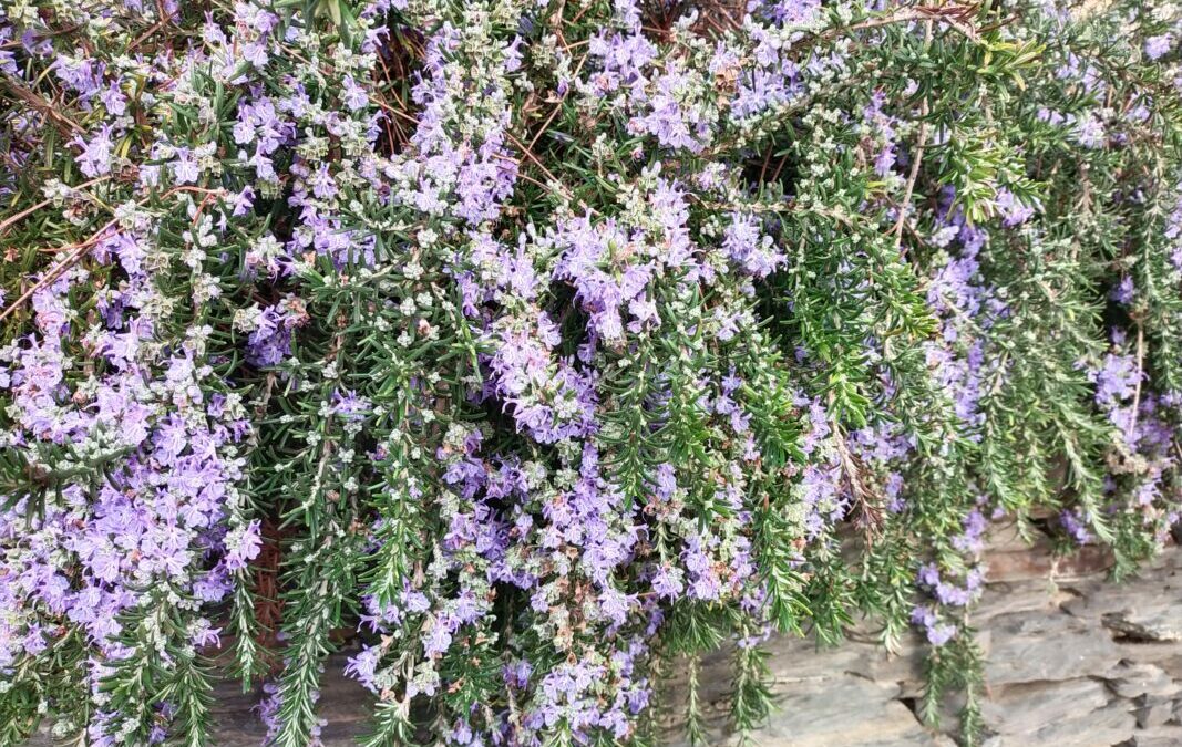 Olis essencials per a la disminució del greix corporal