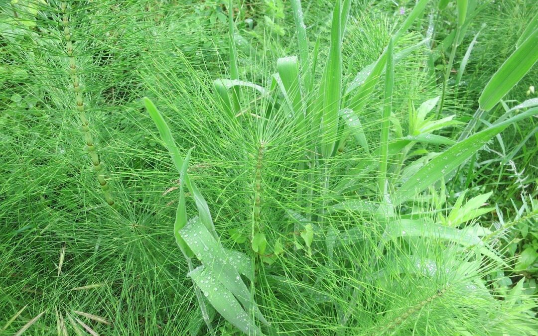 Herbes remeieres per a la retenció de líquids i pèrdua de greix corporal