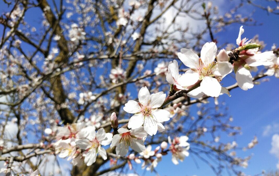 Remedios naturales para el insomnio