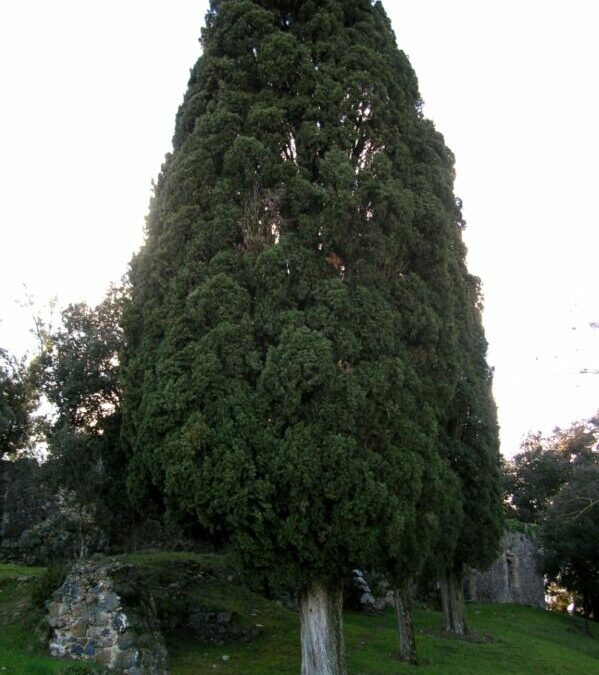 Remeis amb olis essencials per a problemes cardiovasculars