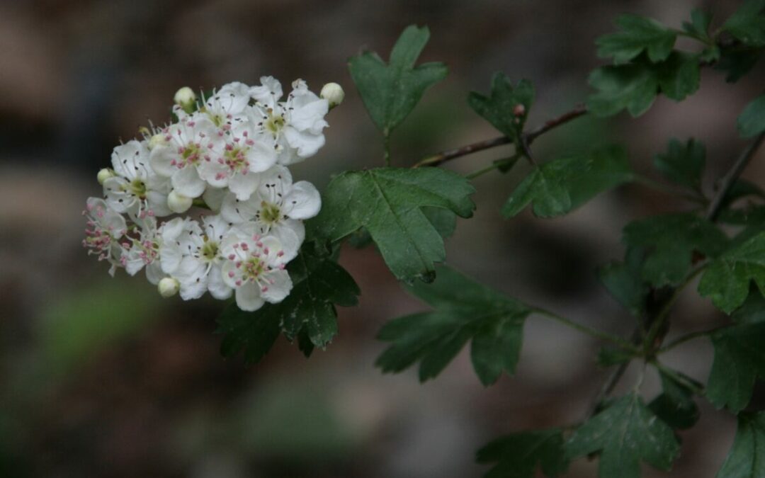 Plantes remeieres per a les malalties cardiovasculars