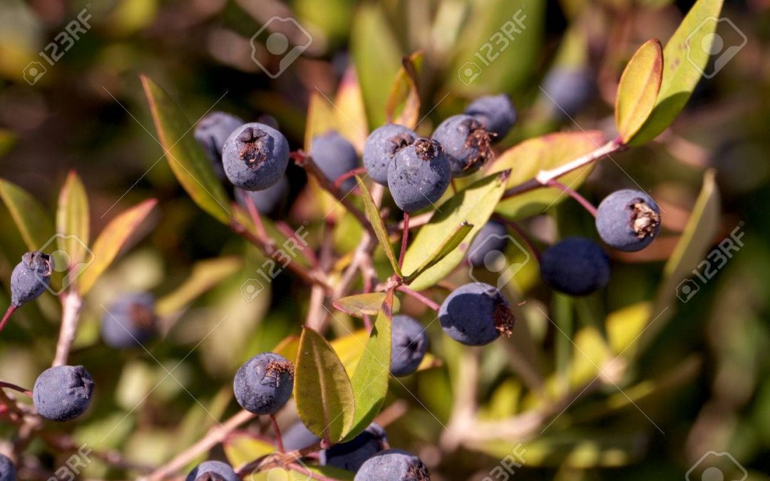 Remeis per a reforçar cabells i ungles