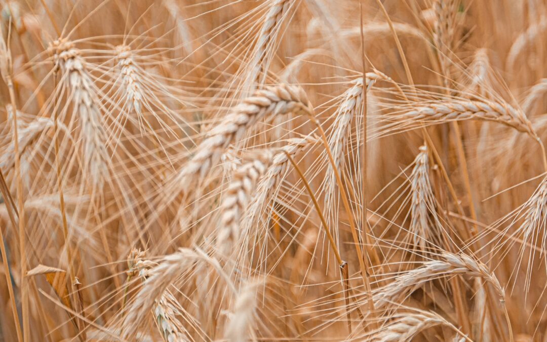 Hablemos de los cereales