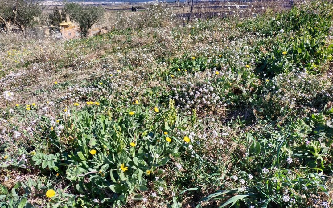 Calèndula silvestre (Calèndula arvensis)