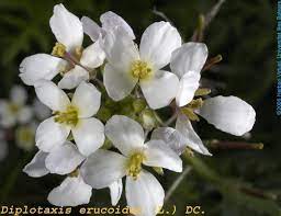 Ravenissa blanca (Diplotaxis eurocoides)